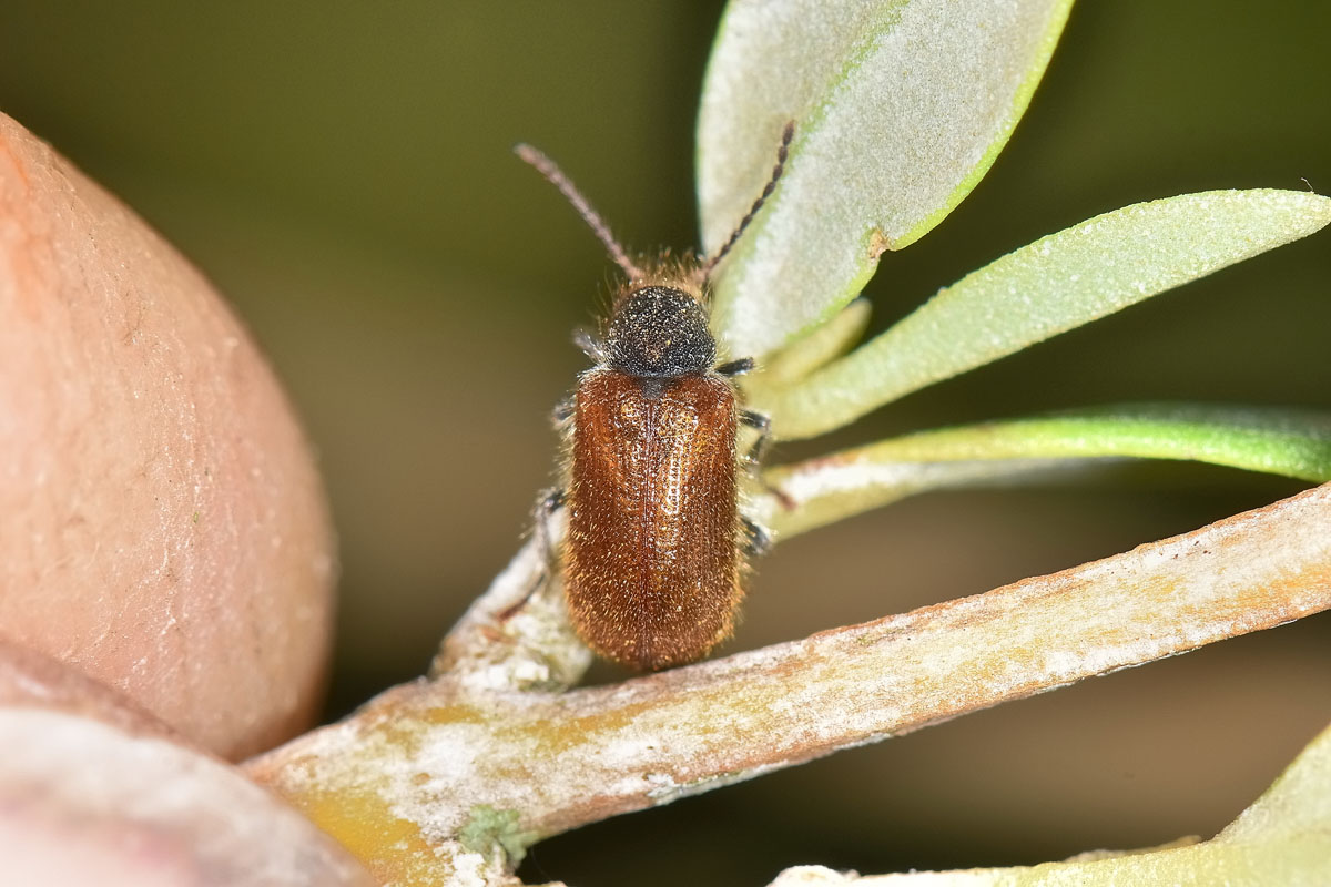 Anobiidae:  Hedobia pubescens